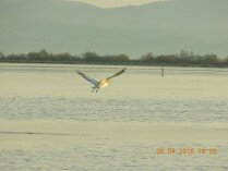 argiropelekanos petagma 2