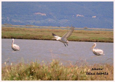 argiropelekanoi petagma